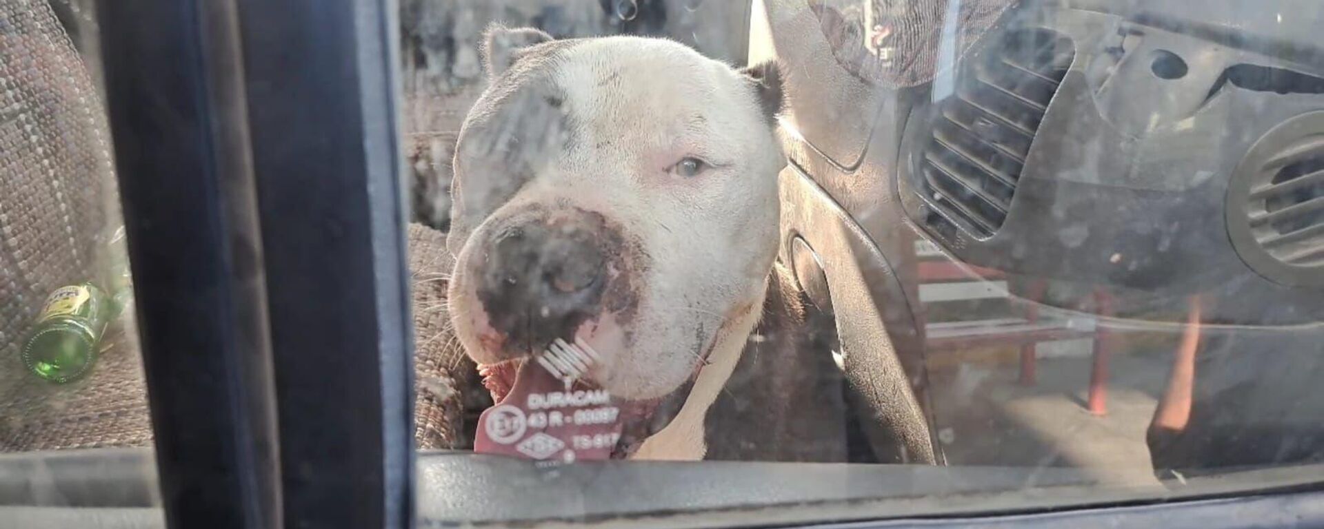 Aydın'da Pitbull cinsi köpeğin girdiği kamyonetin sürücüsü saatlerce yardım bekledi
 - Sputnik Türkiye, 1920, 01.08.2023
