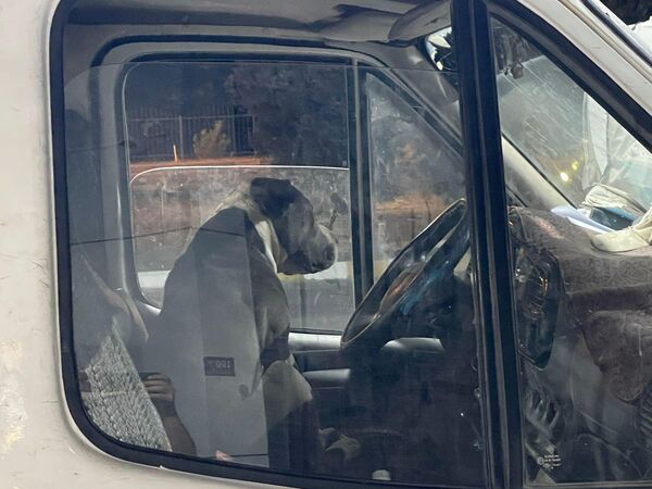 Aydın'da Pitbull cinsi köpeğin girdiği kamyonetin sürücüsü saatlerce yardım bekledi
 - Sputnik Türkiye