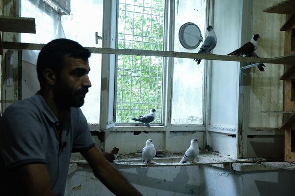 Güvercin tutkusu engel tanımıyor: Binlerce güvercin otelde konaklıyor - Sputnik Türkiye