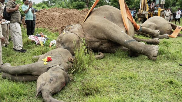 Hindistan'ın Assam eyaletinin Guwahati şehri yakınlarında bulunan Rani köyünde yiyecek aramak için yerleşim yerlerine inen üç fil, elektrik akımına kapılarak yaşamını yitirdi. Ölen filler, görevliler tarafından düzenlenen törenle gömüldü. Törene katılan vatandaşlar fillerin üzerine çiçek bıraktı.   - Sputnik Türkiye