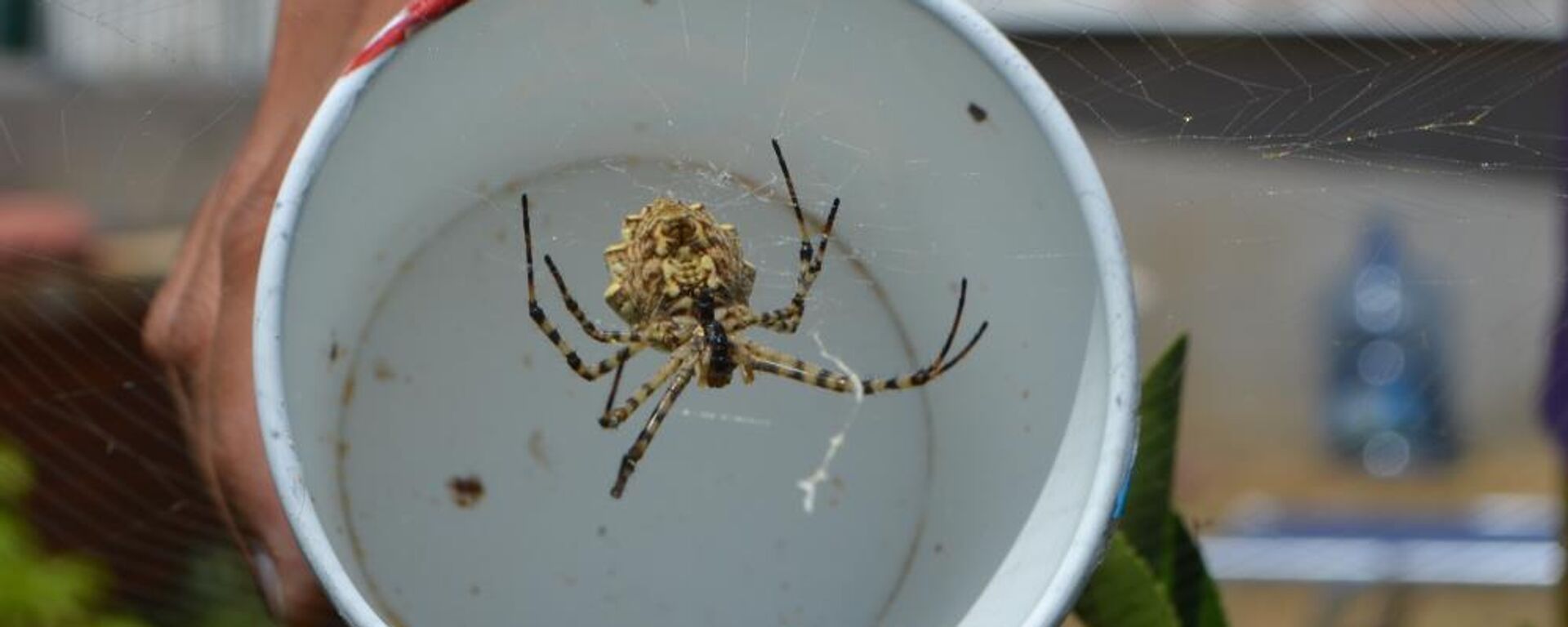 Argiope lobata örümceği  - Sputnik Türkiye, 1920, 10.08.2023