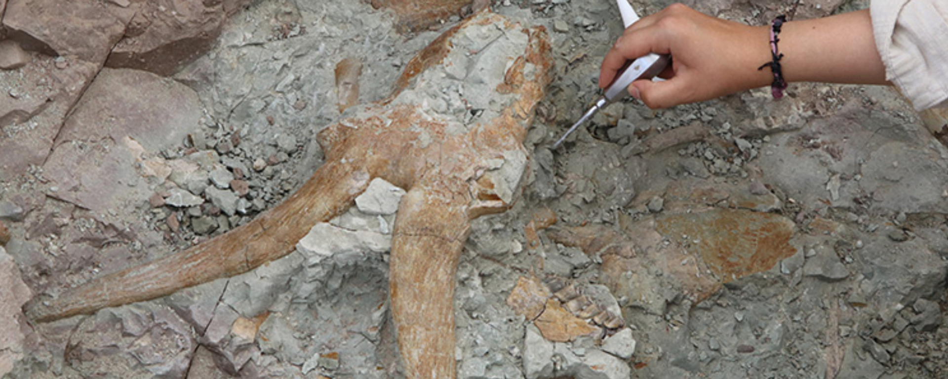 Çankırı’da 8.5 milyon yıl öncesine ait fosiller bulundu - Sputnik Türkiye, 1920, 19.08.2023
