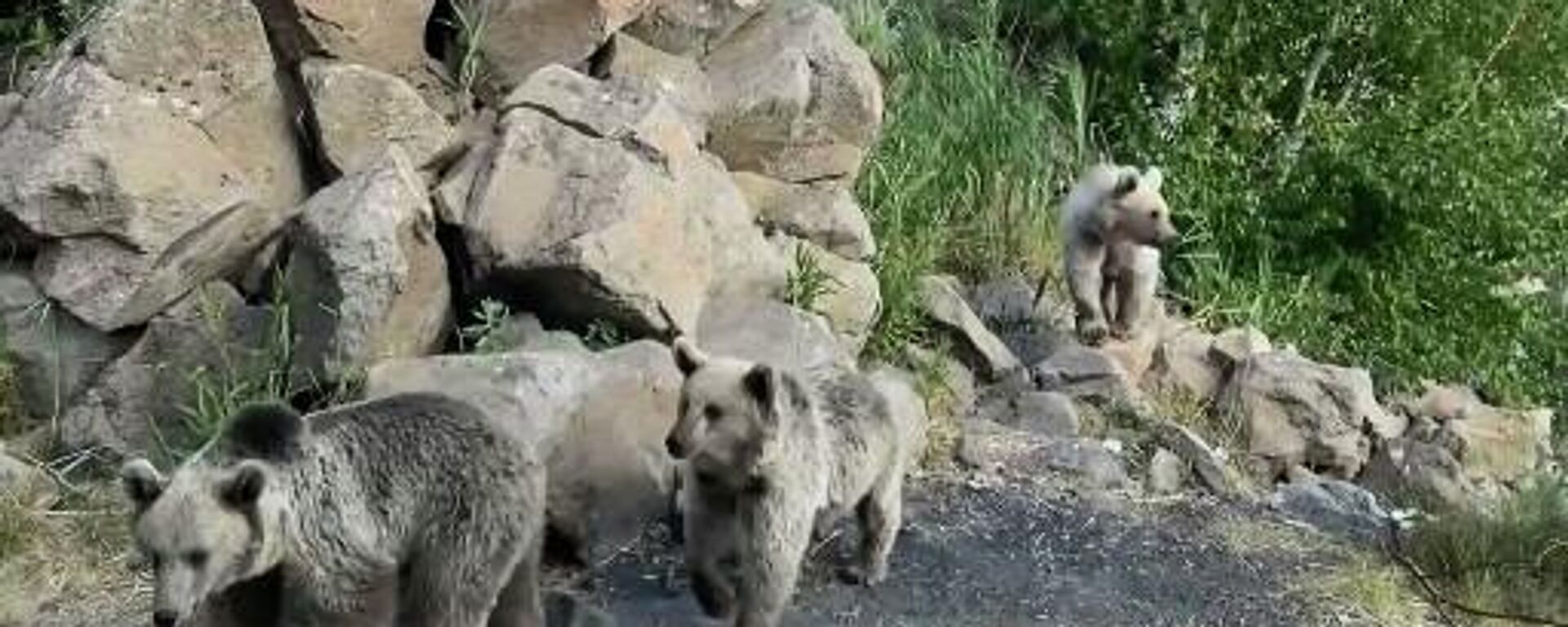 Bitlis'in 2 bin 948 rakımlı Nemrut Kalderası'nda sıcaktan bunalan yavru boz ayılar, krater gölünde serinledi. - Sputnik Türkiye, 1920, 20.08.2023