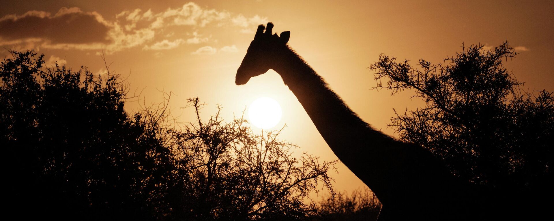 zürafa  - Sputnik Türkiye, 1920, 25.04.2026