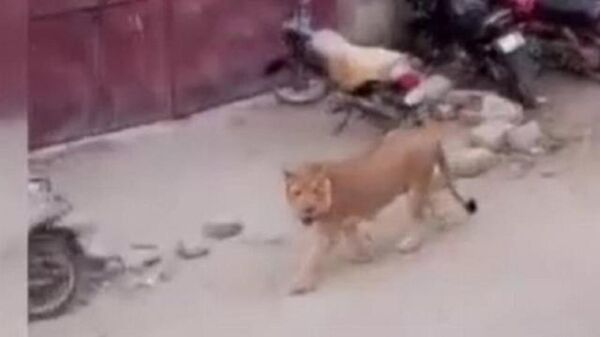 Pakistan’ın Karaçi kentinde nakil aracından kaçan aslan paniğe neden oldu.
 - Sputnik Türkiye