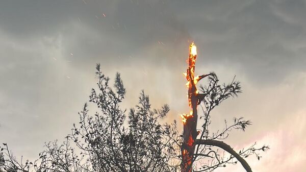 Muğla'da, dün yıldırım isabet eden 36 noktada orman yangını çıktığı bildirildi. - Sputnik Türkiye