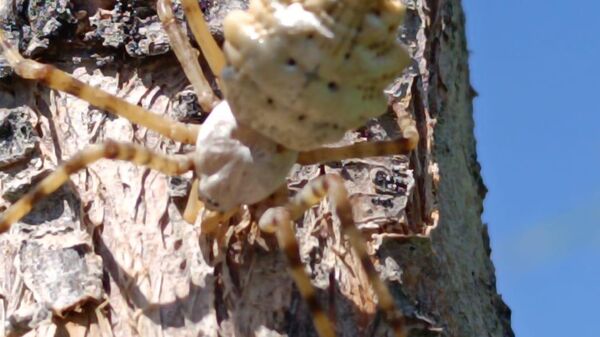 Malatya'nın Kale ilçesinde dünyanın en zehirli örümceklerinden biri olduğu belirtilen argiope lobata türüne rastlandı. - Sputnik Türkiye