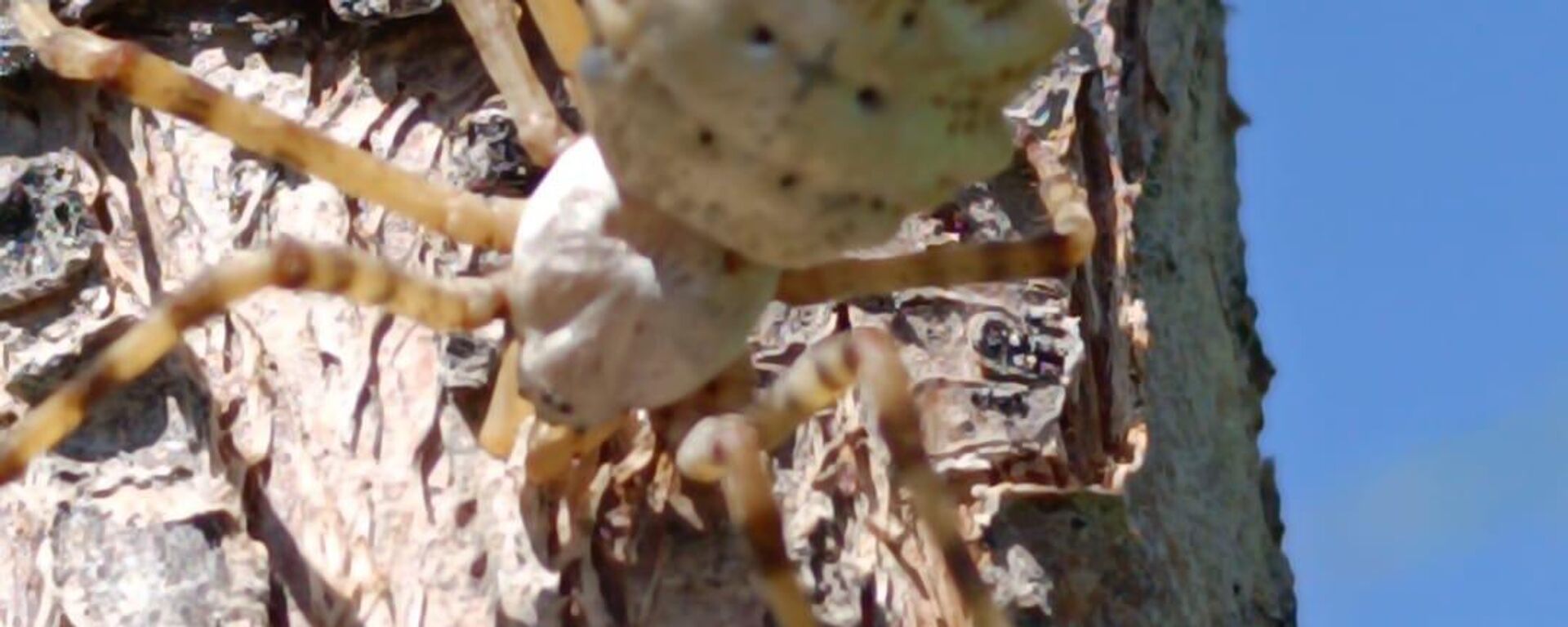 Malatya'nın Kale ilçesinde dünyanın en zehirli örümceklerinden biri olduğu belirtilen argiope lobata türüne rastlandı. - Sputnik Türkiye, 1920, 20.09.2023