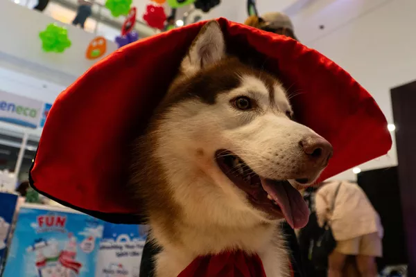 Cadılar Bayramı'nın kökeni antik Britanya'da pagan Keltlerin kutladığı Samhain Festivali olarak biliniyor. - Sputnik Türkiye