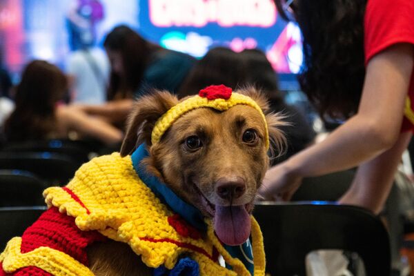 Filipinler&#x27;in Metro Manila bölgesindeki Marikina&#x27;da evcil hayvanlar için düzenlenen Cadılar Bayramı partisine, sahipleri renkli kıyafetler giydirdikleri köpekleriyle katıldı.  - Sputnik Türkiye
