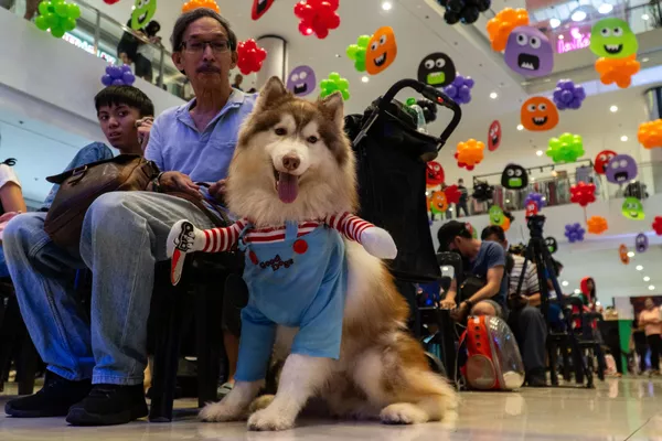 Cadılar Bayramı her yıl kutlanan, öncelikle Pagan ve sonrasında Hristiyan kökleri olmasına rağmen günümüzde seküler bir kutlama halini almış bir gün olarak dikkat çekiyor.  - Sputnik Türkiye