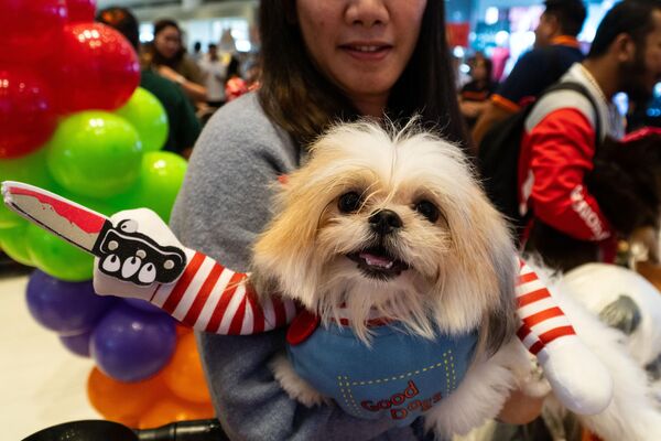 Filipinler&#x27;in Metro Manila bölgesindeki Marikina&#x27;da evcil hayvanlar için düzenlenen Cadılar Bayramı partisine, sahipleri renkli kıyafetler giydirdikleri köpekleriyle katıldı. - Sputnik Türkiye