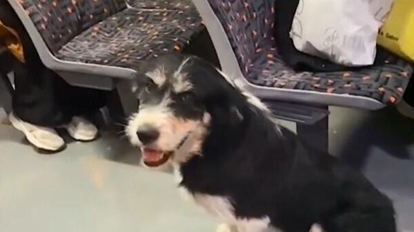 Sokak köpeği halk otobüsüne bindi: 'Marmaray'a kadar götürdüm' - Sputnik Türkiye