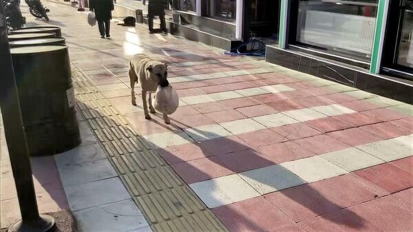 Anne köpek, restorandan verilen yemekleri her gün poşetle yavrularına götürüyor - Sputnik Türkiye