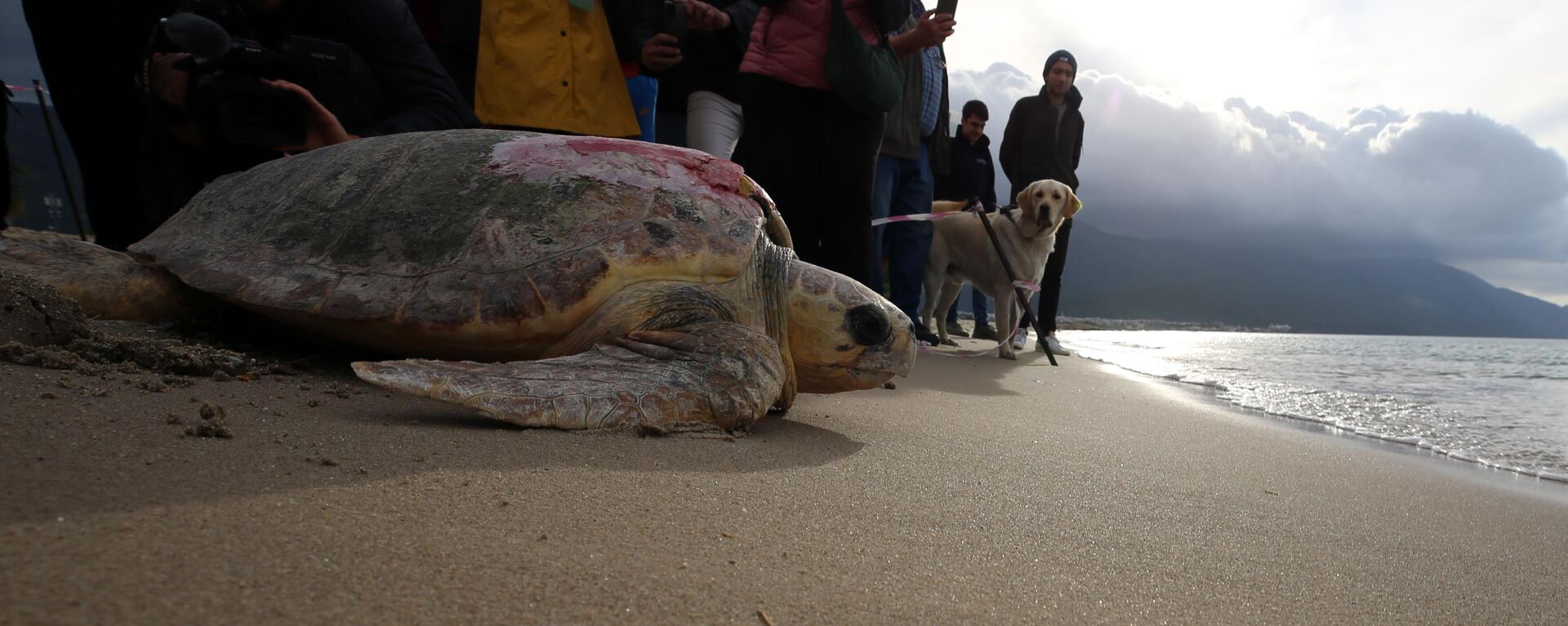 Aydın'ın Kuşadası ilçesinde tedavileri tamamlanan 3 caretta caretta denize bırakıldı.  - Sputnik Türkiye, 1920, 16.12.2023