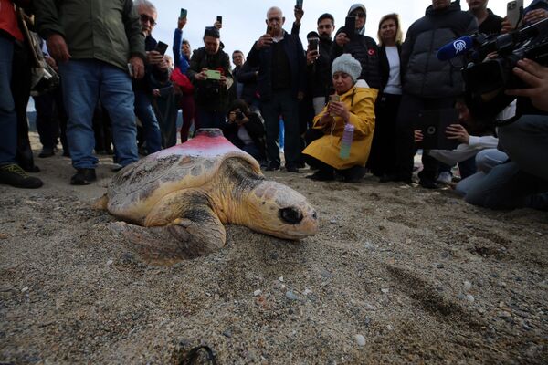 Birine takip cihazı takılan 3 kaplumbağa, Güzelçamlı Sahili&#x27;nde düzenlenen törenle denize bırakıldı. - Sputnik Türkiye