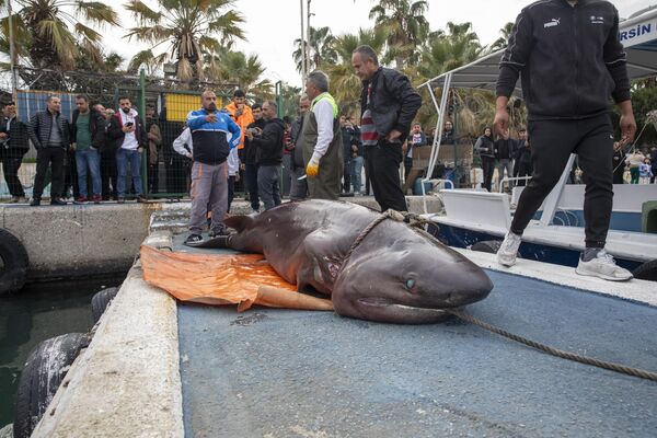 Mersin'in Akdeniz ilçesinde altı solungaçlı köpek balığı kıyıya vurdu - Sputnik Türkiye