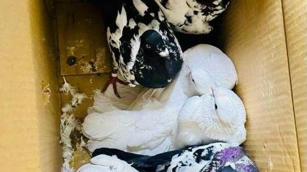 Kırklareli'nde bir otomobilin bagajında Türkiye'ye kaçak getirildiği belirlenen 12 güvercin ele geçirildi. - Sputnik Türkiye