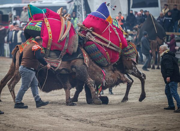 Pamucak Güreş Sahası&#x27;nda gerçekleştirilen etkinlikte, Ege, Akdeniz ve Marmara bölgelerinden getirilen yaklaşık 160 deve mücadele etti. - Sputnik Türkiye