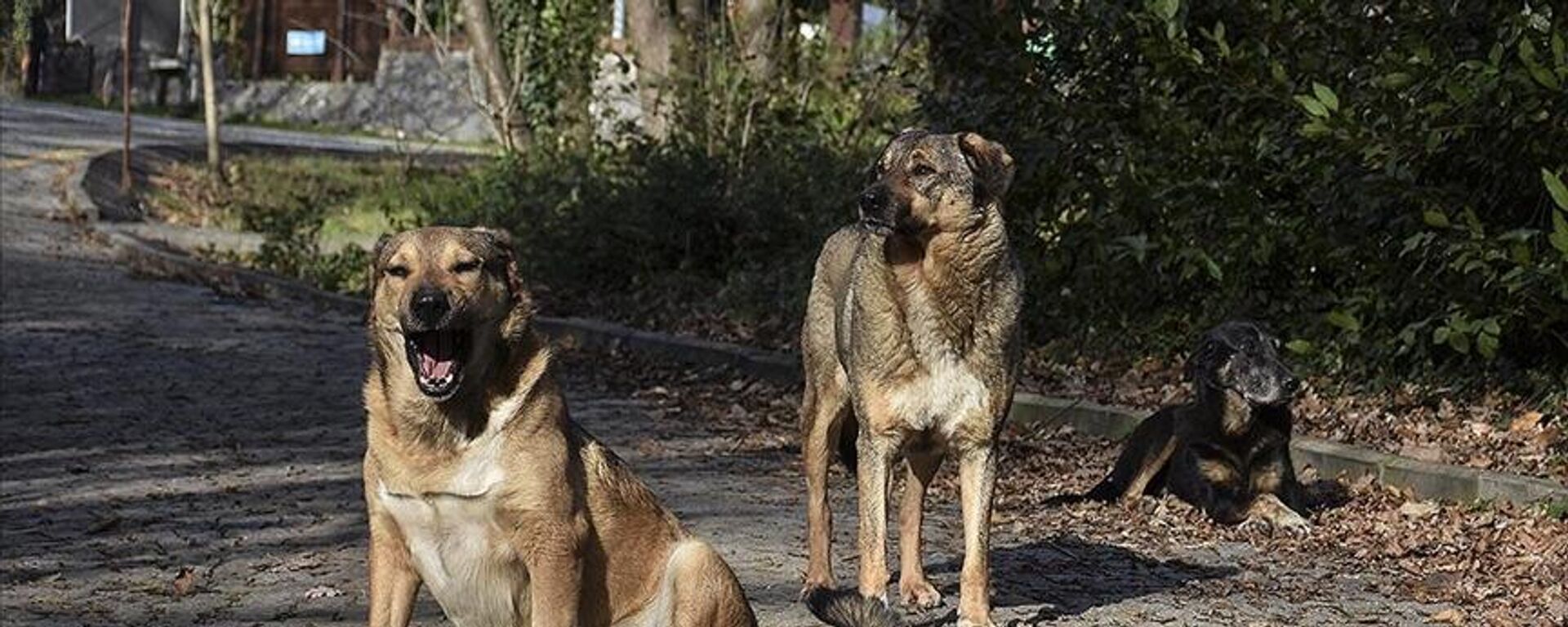 sokak köpeği - Sputnik Türkiye, 1920, 18.01.2025