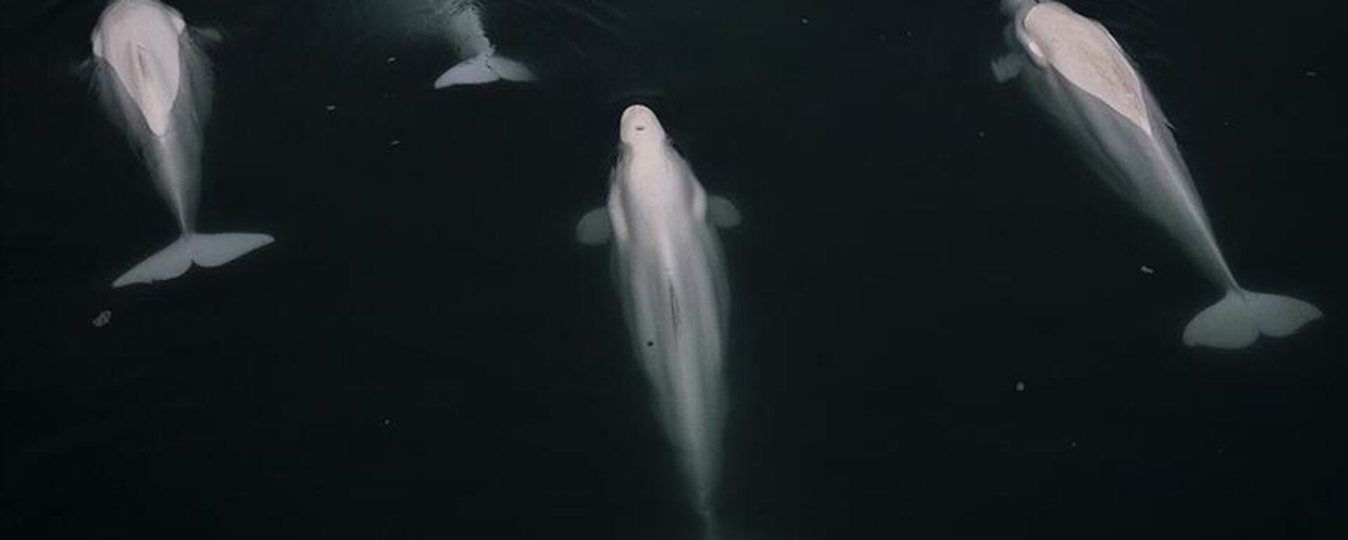 balina  - Sputnik Türkiye, 1920, 13.08.2025