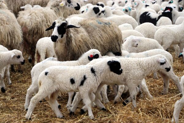 Doğumdan bir süre sonra kuzuları yeme alıştırmak için annelerinden ayrı ağıllarda barındıran çalışanlar, koyunları ise meraya otlamaya götürüyor. - Sputnik Türkiye