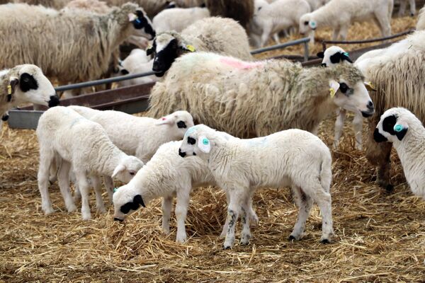Koyunların ağıllara yaklaşmasıyla birbirlerinin sesini duyan anne ve yavruları arasında tatlı bir heyecan yaşanırken, ağıl kapılarının açılmasıyla binlerce kuzu süt emmek için annelerine doğru koşuyor. - Sputnik Türkiye