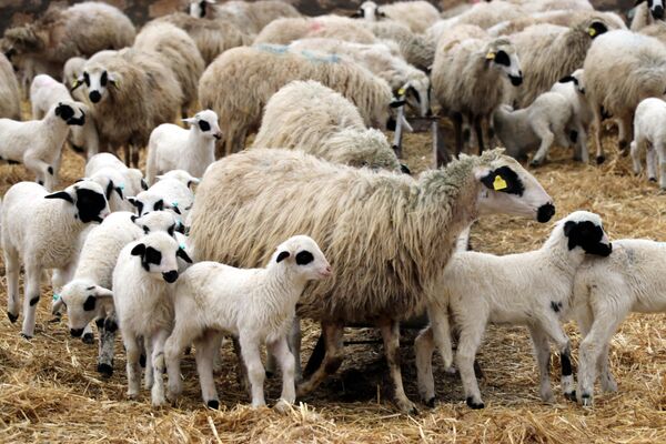 Koyun ile kuzusunun, yüzlerce hayvanın bulunduğu sürüde dakikalar içinde birbirini bulması dikkati çekiyor. - Sputnik Türkiye