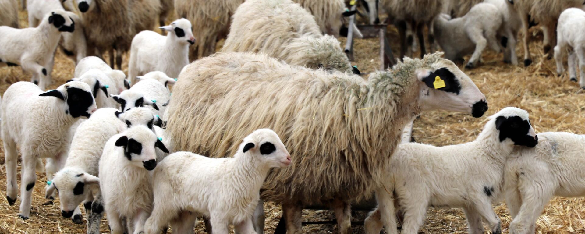 Amasya'da süt kuzularının anneleriyle buluşması görüntülendi - Sputnik Türkiye, 1920, 24.03.2025