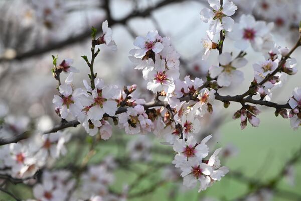 Edirne'de meyve ağaçları erken çiçek açtı - Sputnik Türkiye