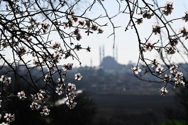 Edirne'de meyve ağaçları, erken çiçek açtı - Sputnik Türkiye