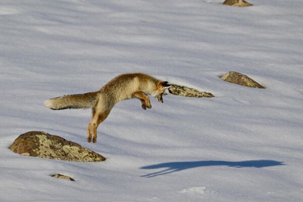 Kar altında avını tespit eden tilki, avına hamle yapıyor. - Sputnik Türkiye
