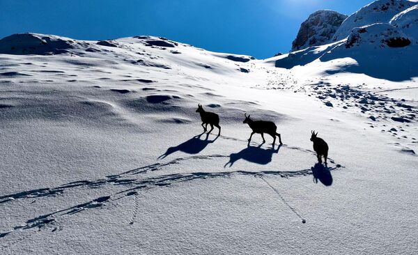 Çengel boynuzlu dağ ve yaban keçileri, Erzincan&#x27;da karlı Munzur Dağları&#x27;nda sürüler halinde görüntülendi. - Sputnik Türkiye