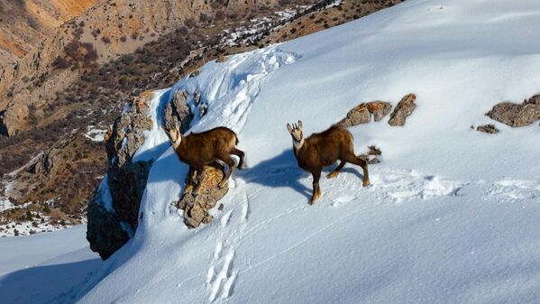 Karlı dağlardaki kayalıklara çıkan keçiler meraklı gözlerle drone&#x27;u seyretti. - Sputnik Türkiye