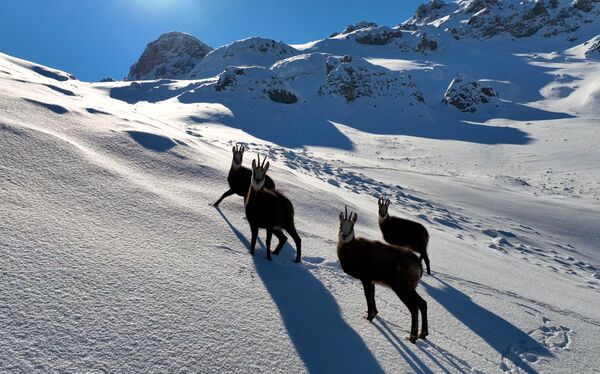 Çengel boynuzlu dağ ve yaban keçileri, nesli tükenmekte olduğu için koruma altındalar. - Sputnik Türkiye
