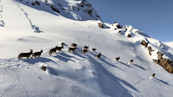 Dağın karlı zirvesine tırmanan keçiler, doğal ortamlarında tüm gün yiyecek arıyorlar. - Sputnik Türkiye