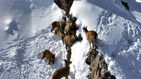 Çengel boynuzlu dağ ve yaban keçiler, zorlu kış şartlarında yiyecek bulabilmek için sürekli hareket halindeler. - Sputnik Türkiye