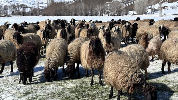 Hakkari'nin Yüksekova ilçesinde kış mevsiminde 40 bin TL'ye kadar çalışacak yerli çoban bulamayınca İran'dan çoban getirdiler. - Sputnik Türkiye