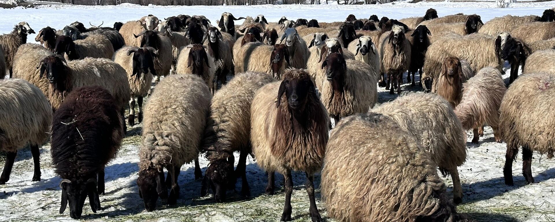 Hakkari'nin Yüksekova ilçesinde kış mevsiminde 40 bin TL'ye kadar çalışacak yerli çoban bulamayınca İran'dan çoban getirdiler. - Sputnik Türkiye, 1920, 17.06.2024