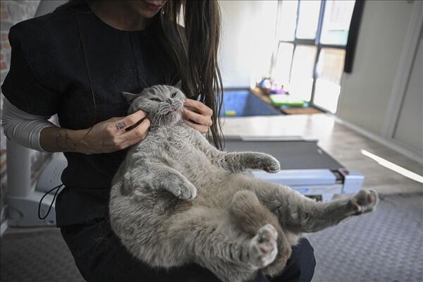 Beyza Dikkatli'nin, 2.5 aylıkken sahiplendiği ve Şiraz ismini verdiği kedisi, kısırlaştırma operasyonundan sonra zamanla aşırı  kilo aldı. Dikkatli, 4 yaşındaki kedisinin kısa sürede 9 kiloya  ulaştığını fark etti. - Sputnik Türkiye