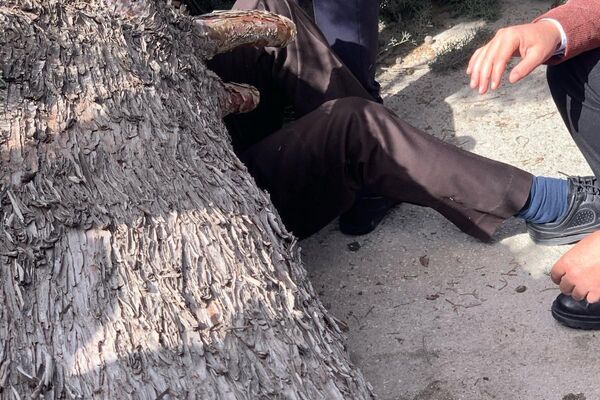 Saadet Partisi Burdur Belediye Başkan Adayı Adnan Ersan ve oğlu Taha Ersan'ın üzerine şiddetli rüzgar sebebiyle ağaç devrildi.  - Sputnik Türkiye