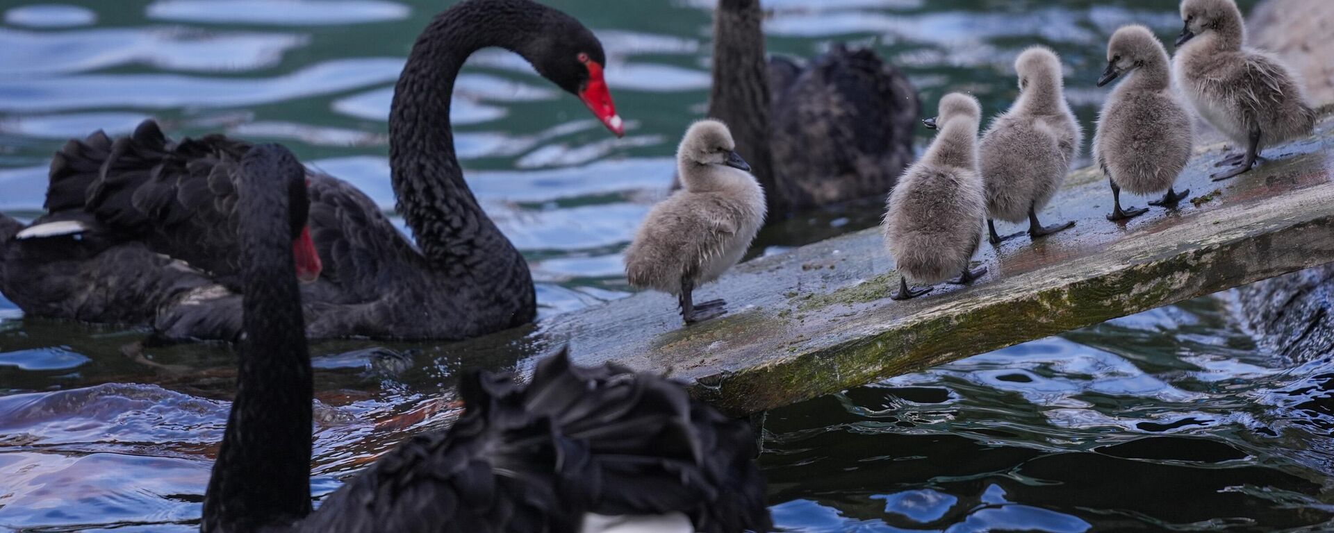 Ankara'nın simge yerlerinden olan Kuğulu Park'ta dünyaya gelen 5 siyah kuğu yavrusu, ziyaretçilerin ilgi odağı oldu. Siyah bir kuğu, yavru kuğulara bakarken görüntülendi.  - Sputnik Türkiye, 1920, 21.03.2024