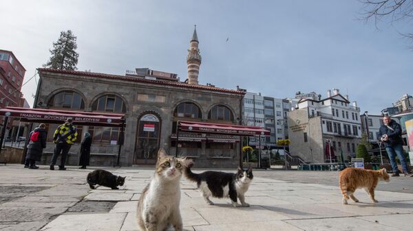 Bağış kutusuna atılan paralarla 15 yıldır sahipsiz kedileri besliyor
 - Sputnik Türkiye