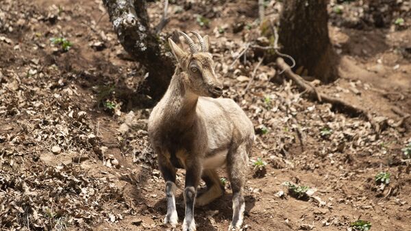 Koruma altındaki yaban keçileri Munzur Vadisi'nde  - Sputnik Türkiye