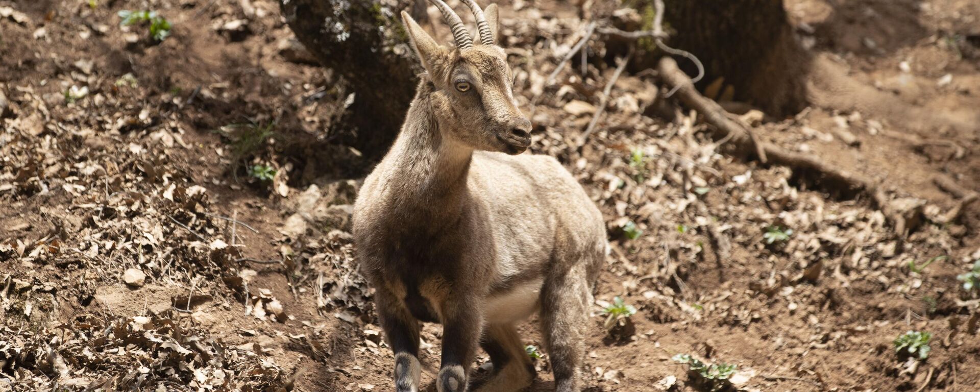 Koruma altındaki yaban keçileri Munzur Vadisi'nde  - Sputnik Türkiye, 1920, 07.06.2025