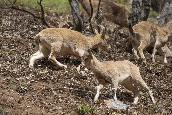 Tunceli&#x27;de koruma altında olan yaban keçileri Munzur Vadisi Milli Parkı&#x27;nda beslenirken görüntülendi.  - Sputnik Türkiye