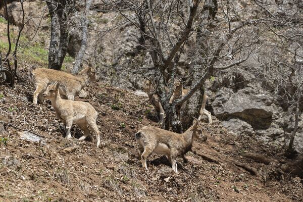 İlkbahar aylarında sürü oluşturan yaban keçileri milli parktaki ormanlarda yiyecek ararken objektife yansıdı. - Sputnik Türkiye