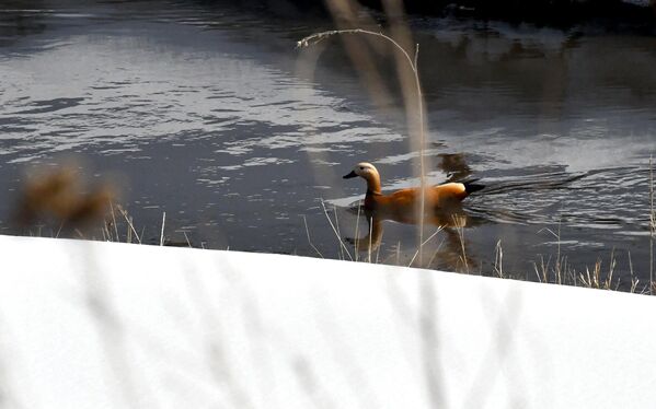 Kars’ta havanın ısınmasıyla doğa canlandı
 - Sputnik Türkiye