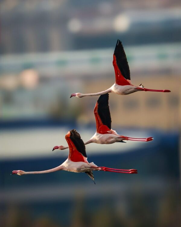 Flamingolar Akkaya Barajı’nda
 - Sputnik Türkiye