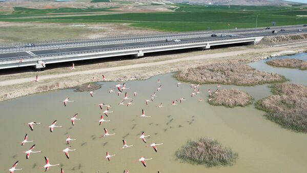 Ankara'nın Gölbaşı ilçesindeki göletler göç yolculuğundaki flamingolara ev sahipliği yaptı.    - Sputnik Türkiye